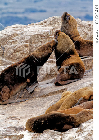 Seals and sea lions, Beagle Channel - Argentina 87754284