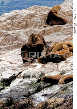 Seals and sea lions, Beagle Channel - Argentina Seals and sea lions, Beagle Channel - Argentina 87754286