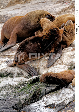 Seals and sea lions, Beagle Channel - Argentina Seals and sea lions, Beagle Channel - Argentina 87754287