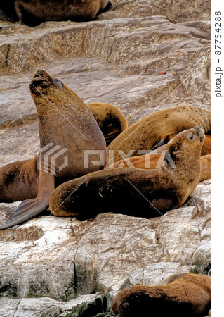Seals and sea lions, Beagle Channel - Argentina Seals and sea lions, Beagle Channel - Argentina 87754288