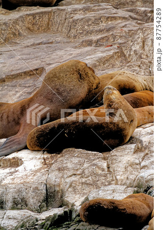 Seals and sea lions, Beagle Channel - Argentina Seals and sea lions, Beagle Channel - Argentina 87754289