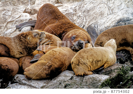 Seals and sea lions, Beagle Channel - Argentina 87754302