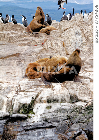 Cormorants, Seals and sea lions, Beagle Channel - Argentina 87754306