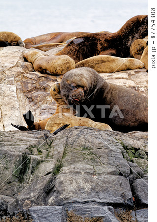 Seals and sea lions, Beagle Channel - Argentina 87754308