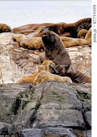 Seals and sea lions, Beagle Channel - Argentina 87754309