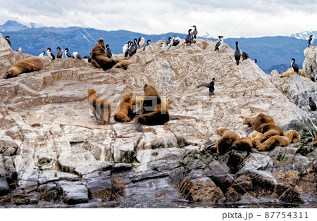 Cormorants, Seals and sea lions, Beagle Channel - Argentina Cormorants, Seals and sea lions, Beagle Channel - Argentina 87754311