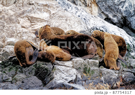 Seals and sea lions, Beagle Channel - Argentina 87754317