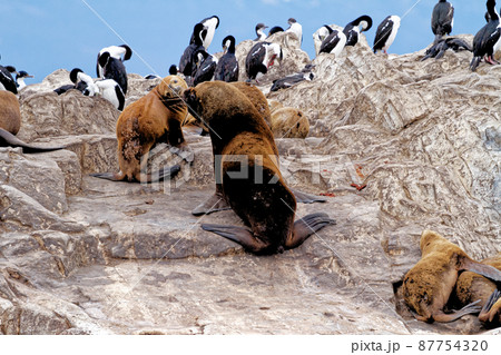Cormorants, Seals and sea lions, Beagle Channel - Argentina 87754320