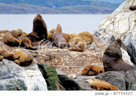 Seals and sea lions, Beagle Channel - Argentina 87754327
