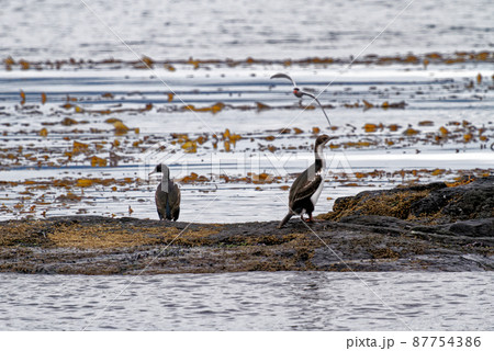 Cormorants on an island in the Beagle Channel, Ushuaia, Tierra del Fuego, Argentina, South America Cormorants on an island in the Beagle Channel, Ushuaia, Tierra del Fuego, Argentina, South America 87754386