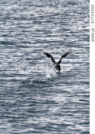 Cormorant flying in the Beagle Channel - Ushuaia 87754406