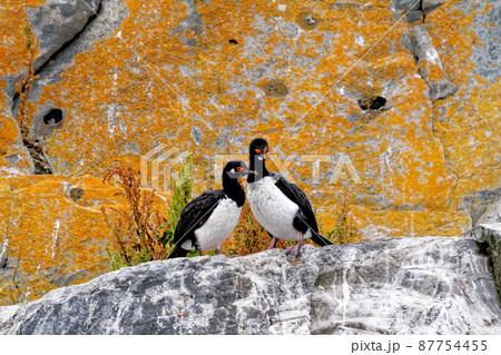Cormorants on an island in the Beagle Channel, Ushuaia, Tierra del Fuego, Argentina, South America Cormorants on an island in the Beagle Channel, Ushuaia, Tierra del Fuego, Argentina, South America 87754455