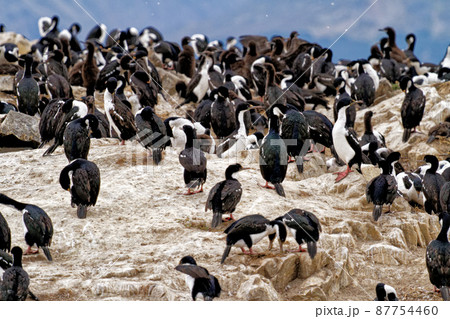 Cormorants on an island in the Beagle Channel, Ushuaia, Tierra del Fuego, Argentina, South America 87754460