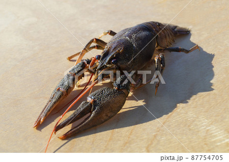 One river cancer on light background at solar day 87754705