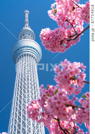 《東京都》スカイツリーと河津桜・春の東京 《東京都》スカイツリーと河津桜・春の東京 87754918