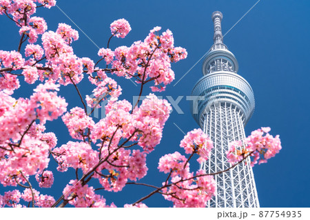 《東京都》スカイツリーと河津桜・春の東京 87754935