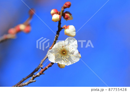 早咲きの冬至梅（トウジバイ）　 87755428