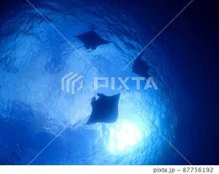 Manta watching at the bottom of Okinawa / - Stock Photo
