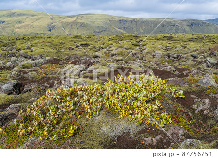 Scenic autumn green lava fields near Fjadrargljufur  Canyon in Iceland. Green  moss on volcanic lava stones.  Unique lava fields growth after Laki volcano eruption. 87756751