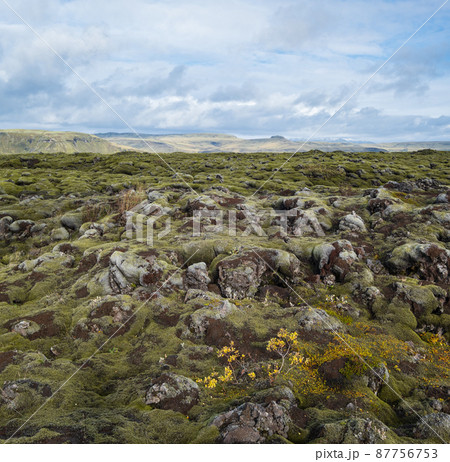 Scenic autumn green lava fields near Fjadrargljufur  Canyon in Iceland. Green  moss on volcanic lava stones.  Unique lava fields growth after Laki volcano eruption. 87756753