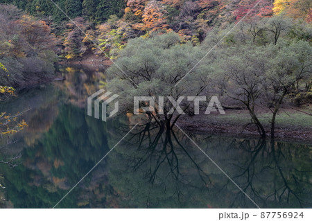 みどり湖の紅葉（愛知県 豊根村） 87756924