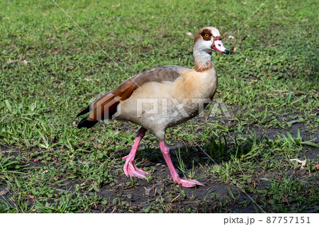 Beautiful Egyptian goose, duck, flew to the Winter Lake in Netanya 87757151