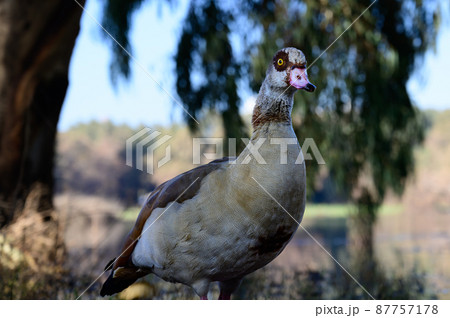 Beautiful Egyptian goose, duck, flew to the Winter Lake in Netanya 87757178