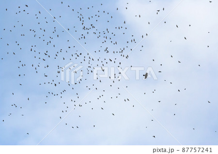 A flock of small birds, defending their nests, together attack a large black bird A flock of small birds, defending their nests, together attack a large black bird 87757241
