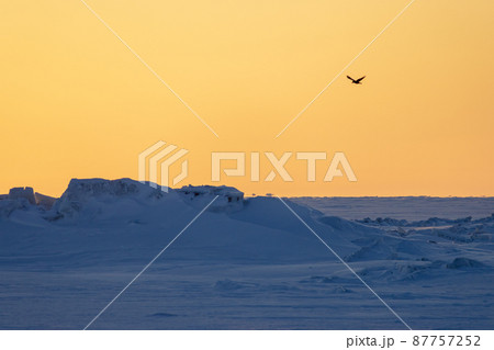 Winter Arctic landscape. The bird flies over the frozen sea. Ice hummocks and snowdrifts. 87757252