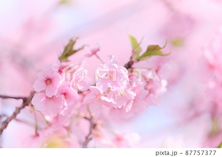北柏春　桜 87757377