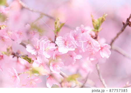 北柏春　桜 87757385