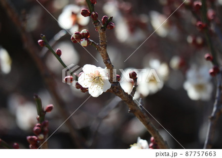 白い花びらの梅の花の咲く枝の風景 白い花びらの梅の花の咲く枝の風景 87757663