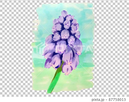 Spring flower Muscari, a small, cute purple flower 87758013