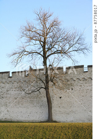Tree and detail of the Musegg fortification wall, Lucerne. Tree and detail of the Musegg fortification wall, Lucerne. 87758017
