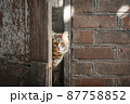 Fluffy gray cat peeks out from behind the door of an old house 87758852