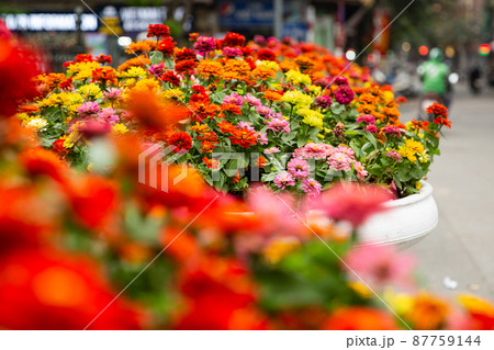 【ベトナム】ハノイ、色とりどりの花が生けられた街中の花壇 【ベトナム】ハノイ、色とりどりの花が生けられた街中の花壇 87759144