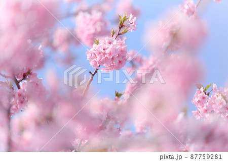 北柏春　桜 87759281