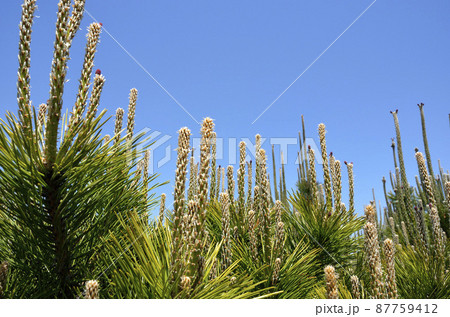 クロマツの花と青空　グラフィック素材 87759412