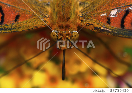 ツマグロヒョウモン　花の蜜を吸うチョウ　アップ 87759430