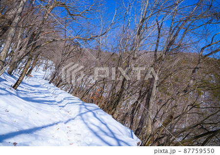 （山梨県）御坂黒岳・快晴の空と雪山登山道 87759550