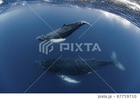 ザトウクジラの親子 87759710