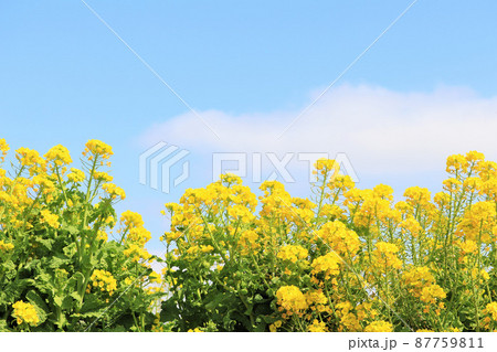 菜の花畑と空 菜の花畑と空 87759811