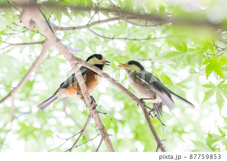 【野鳥】ヤマガラの親子 【野鳥】ヤマガラの親子 87759853