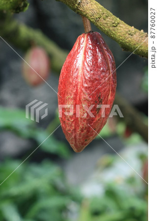 カカオの実　カカオ　チョコレート　 87760027
