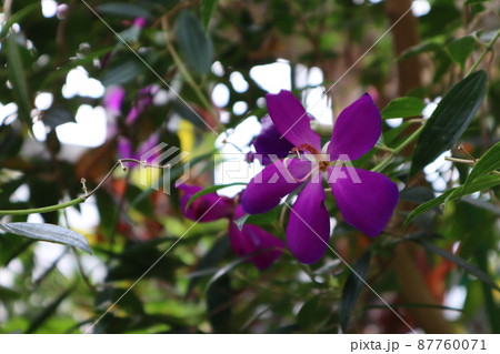 緑の葉と紫色の花びらのヘテロケントロンエレガンス コートダジュール の花の咲く風景の写真素材