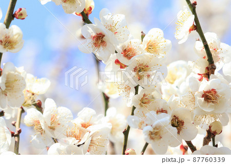 満開の梅の花 満開の梅の花 87760339