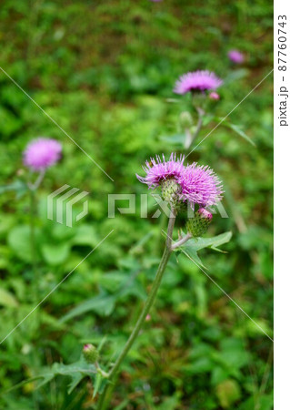2804　ノハラアザミ 87760743