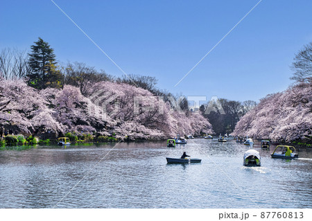 東京都 井の頭公園 井の頭池 満開の桜 東京都 井の頭公園 井の頭池 満開の桜 87760813