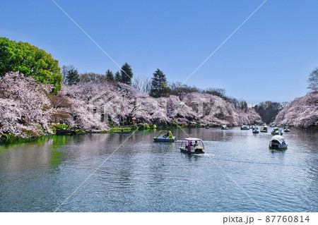 東京都　井の頭公園　井の頭池　満開の桜 87760814