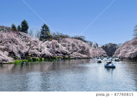 東京都　井の頭公園　井の頭池　満開の桜 87760815